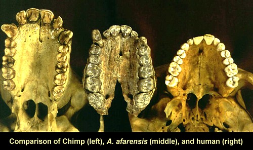 human teeth pattern
